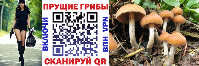 Псилоцибиновые грибы GOLDEN TEACHER  наркота  Мамадыш 